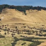 măgura