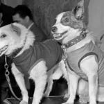 belka and strelka
