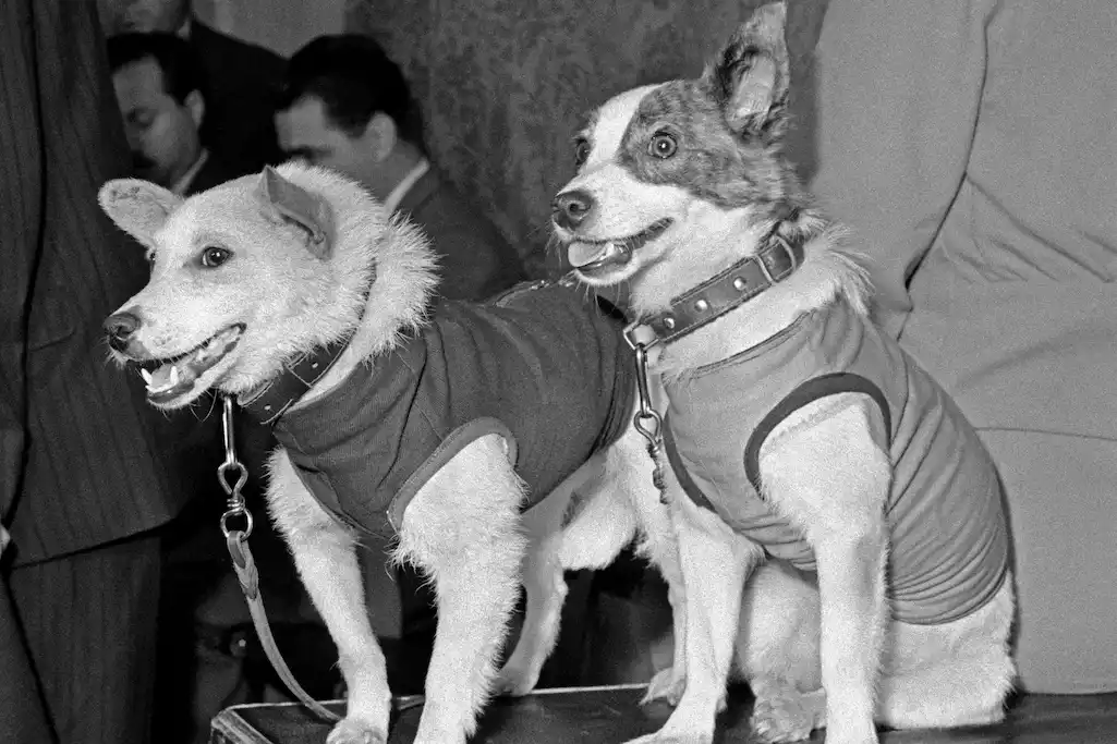 belka and strelka