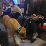 boji toplu taşıma aracında, İstanbul