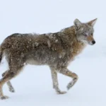 coyote with mange near floating island lake (13784926944)