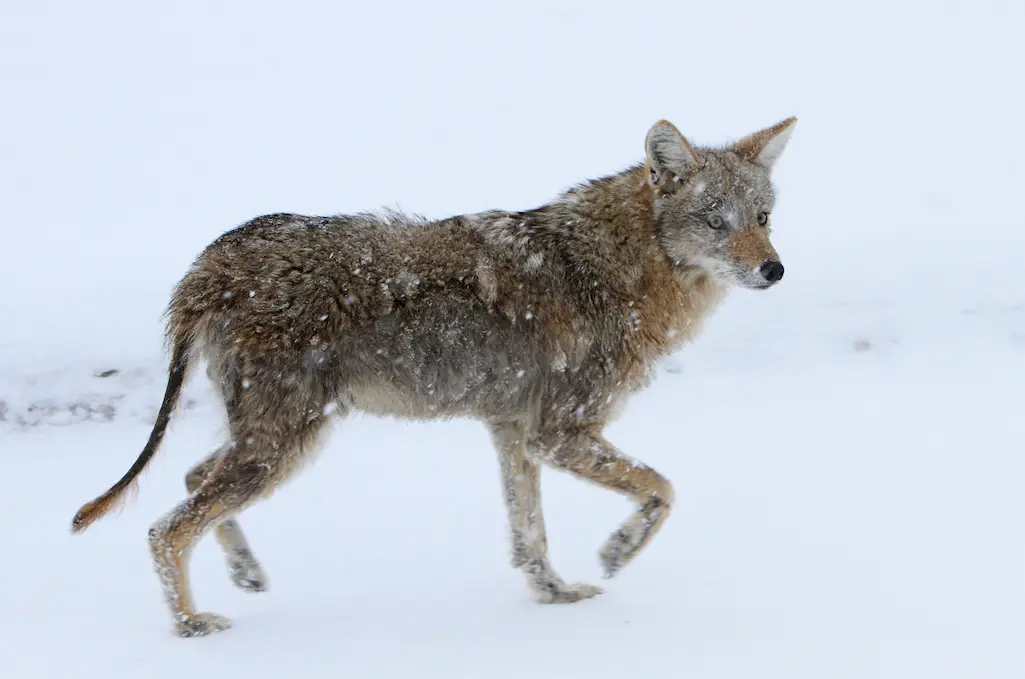 coyote with mange near floating island lake (13784926944)