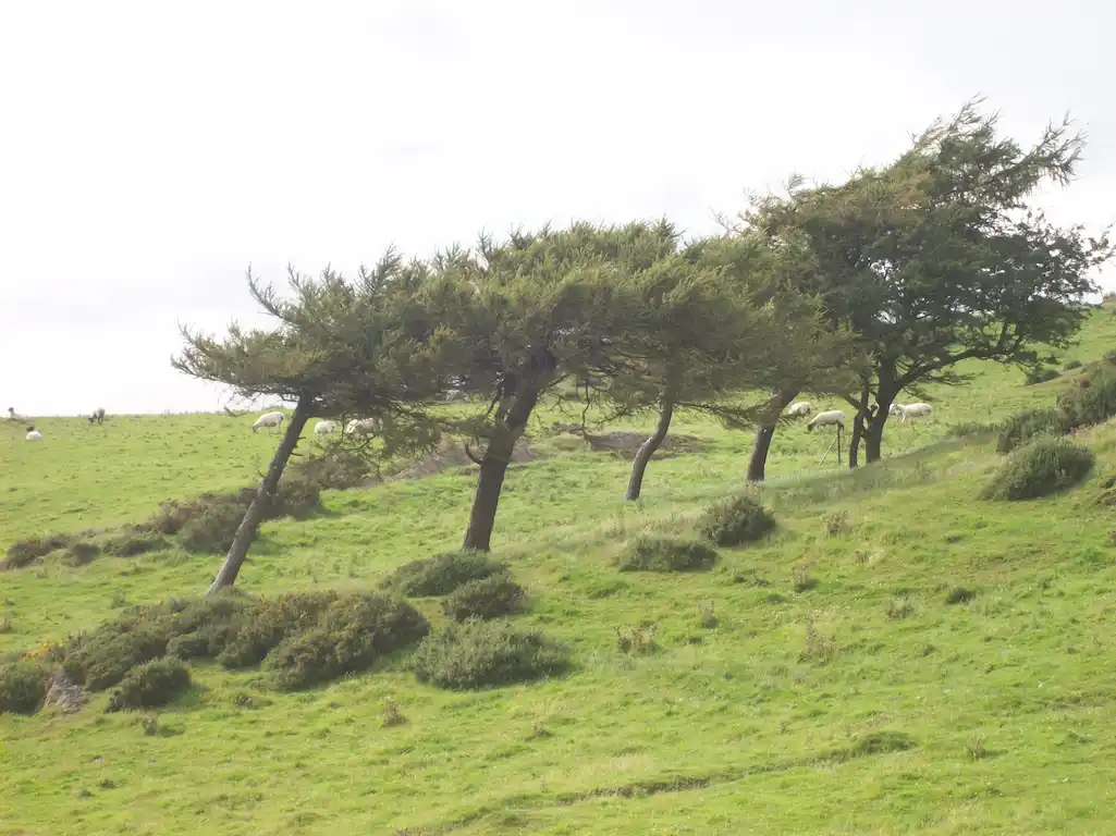 effect of wind on trees