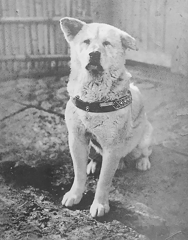 faithful dog hachiko photo
