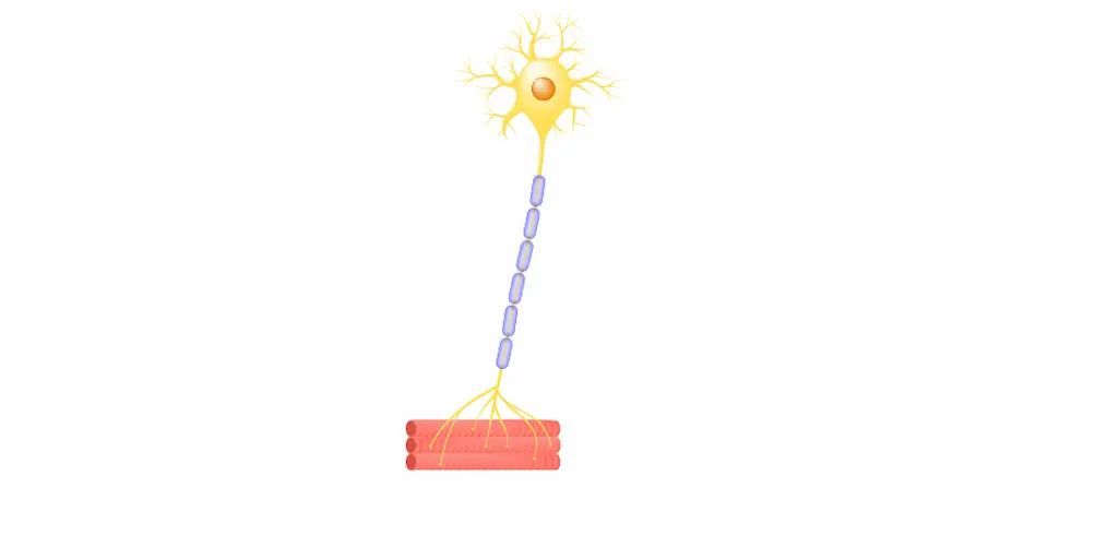 ilustratie