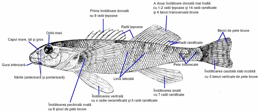 romanichthys valsanicola 001