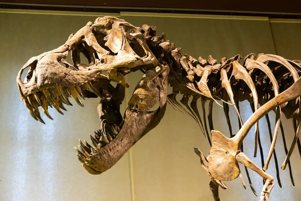 schelet de tyrannosaurus rex.