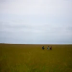 stonehenge druids