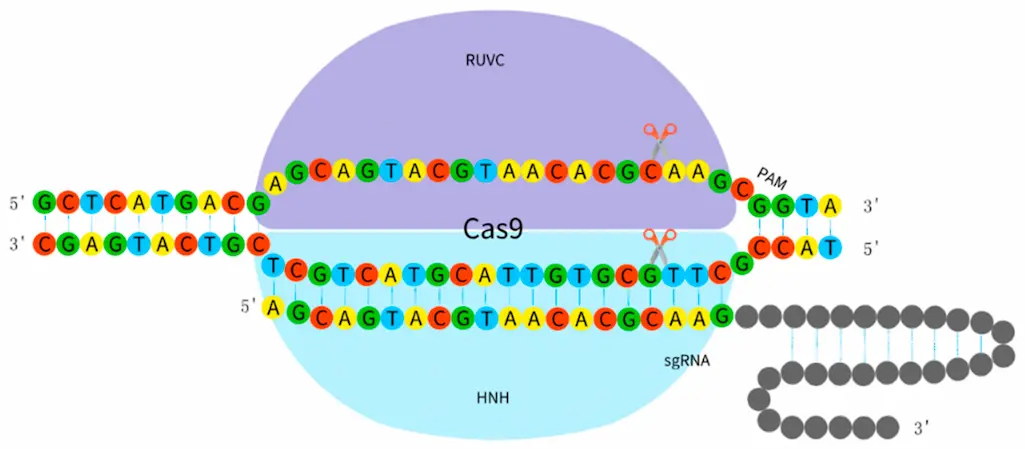 the schematic diagram of crispr cas9 (1)