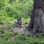 wolf in libearty bear sanctuary, zărnești, 2017