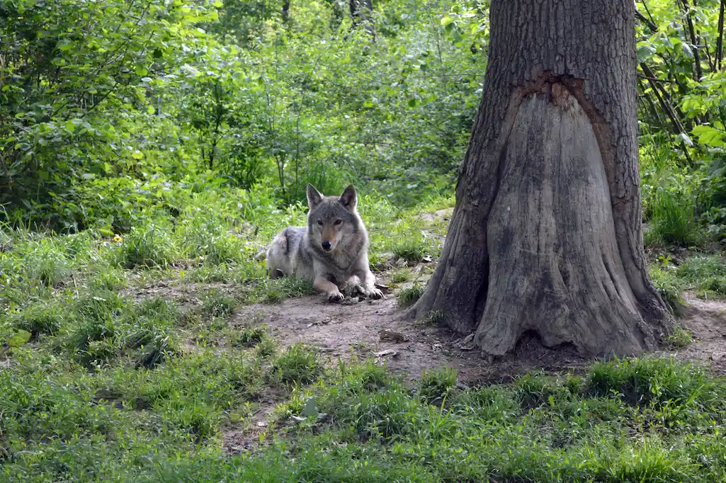 wolf in libearty bear sanctuary, zărnești, 2017