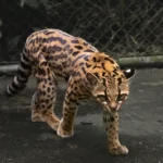 „leopardus tilcayo
