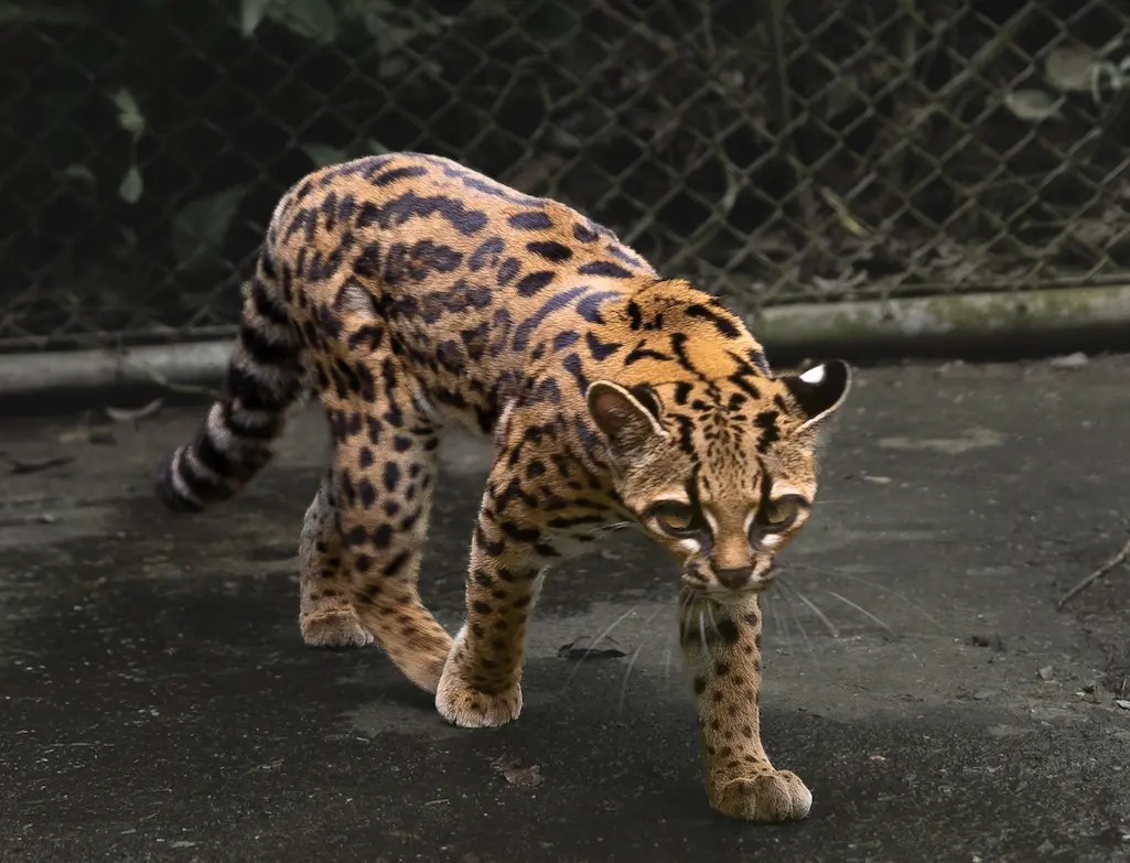 „leopardus tilcayo