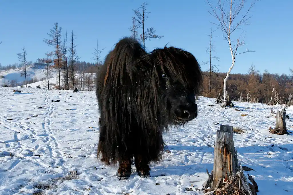 bos mutus panoramio