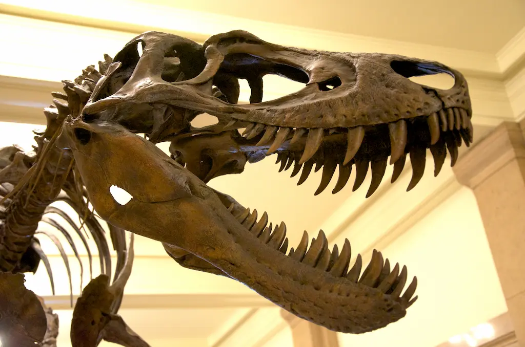 cmnh nanotyrannus mount