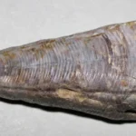 conulariid 6