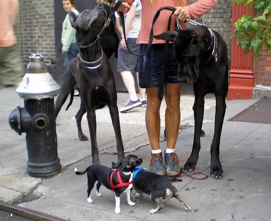 great danes and chihuahuas by david shankbone