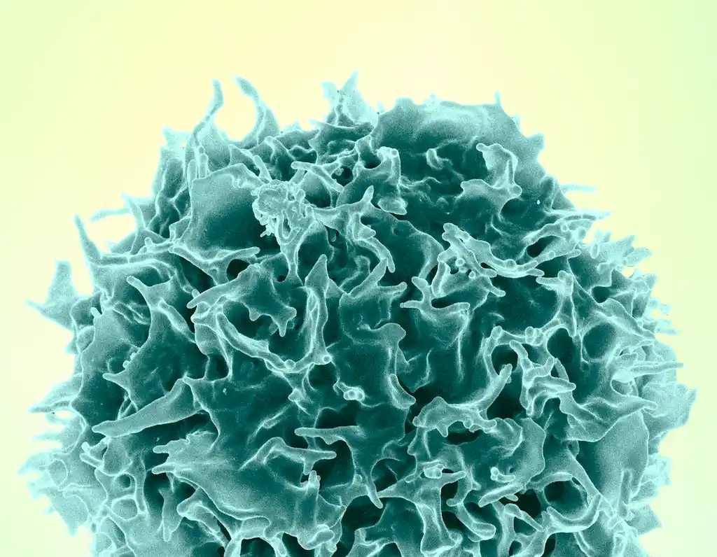 t lymphocyte known as a t cell 2231