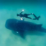 whale shark and freediver