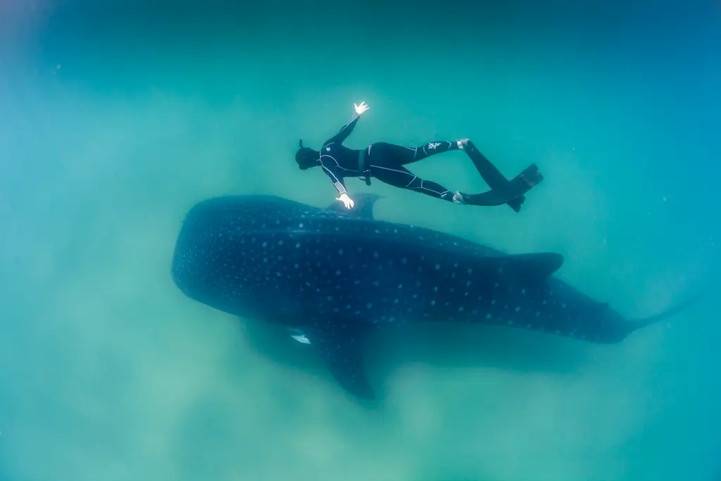 whale shark and freediver